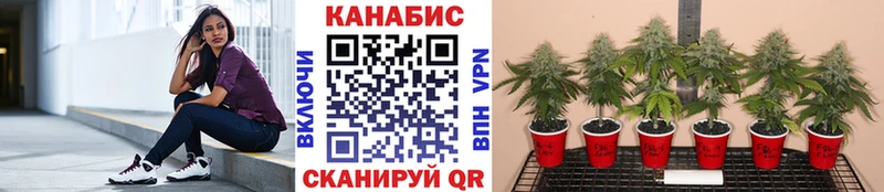 Бошки марихуана AK-47 kraken Ртищево продажа наркотиков